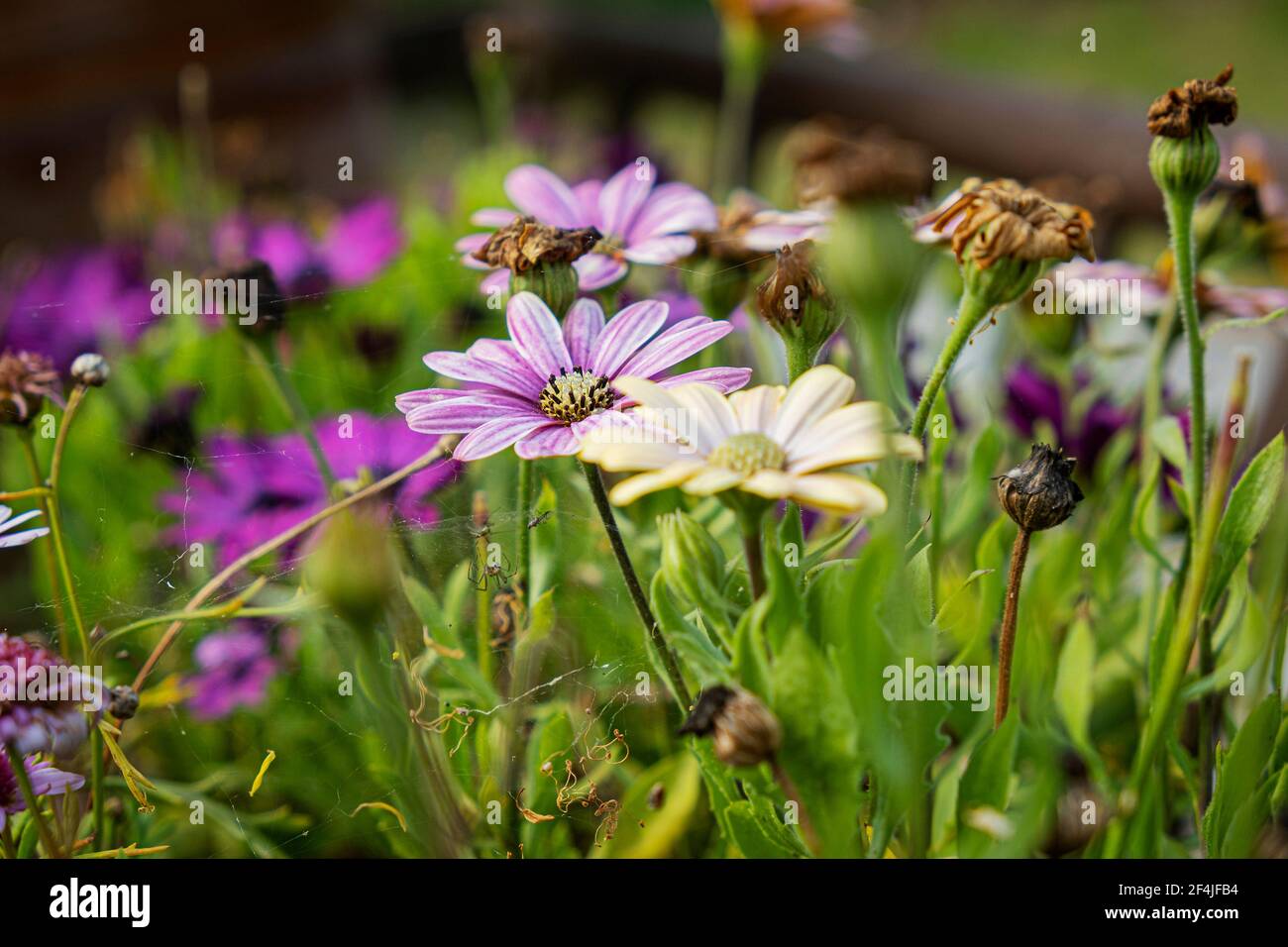 Common daisies and chrysanthemum flowers. Seasonal natural scene Stock