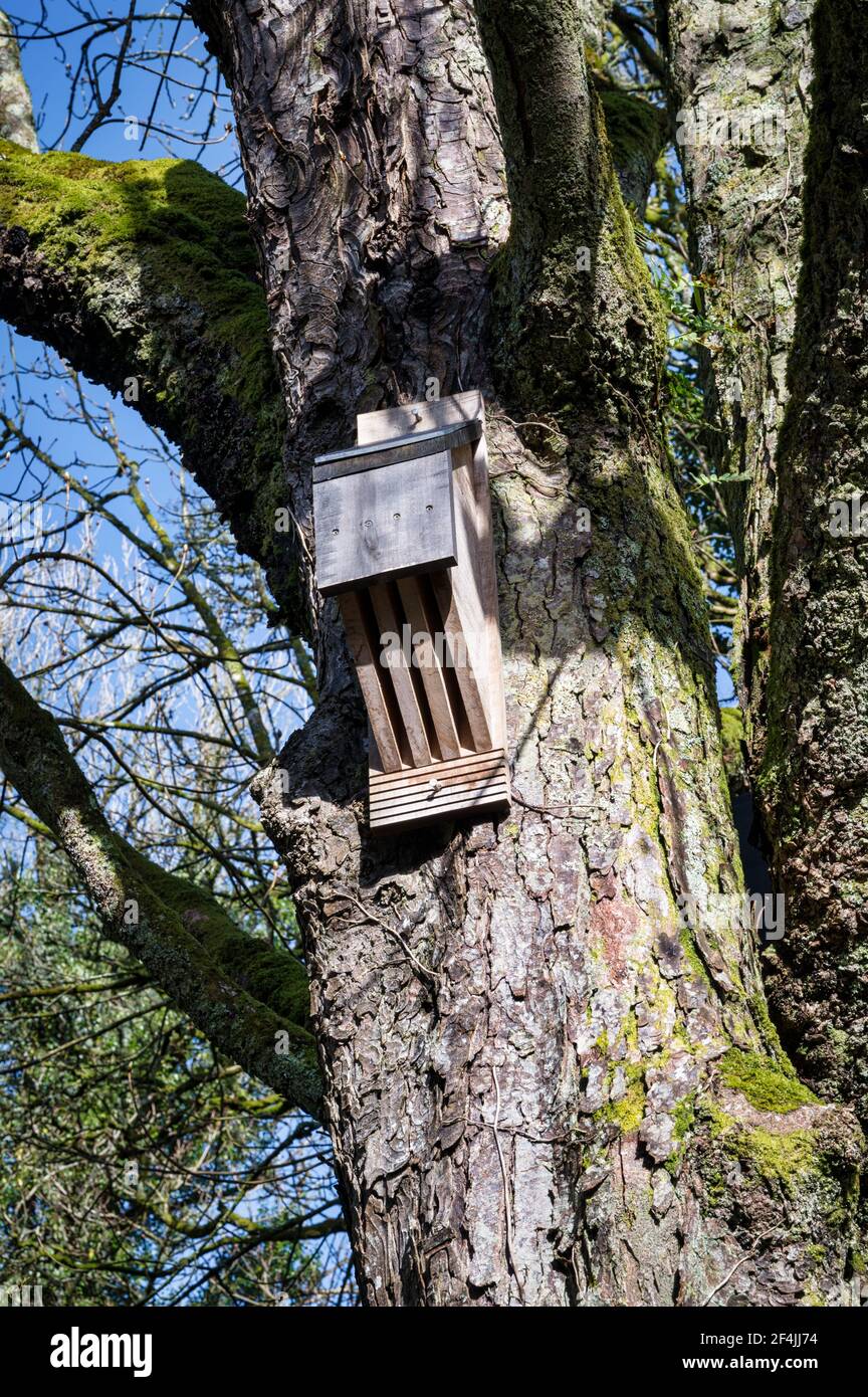 Bats nest hires stock photography and images Alamy
