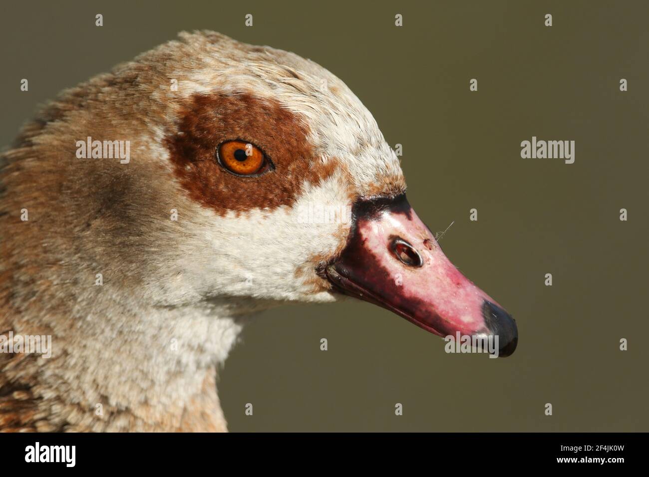 A head shot of a magnificent Egyptian Goose, Alopochen aegyptiaca Stock ...