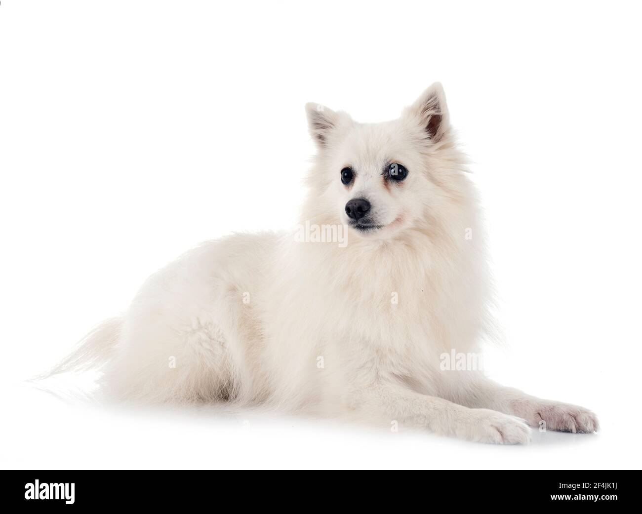 Japanese Spitz In Front Of White Background Stock Photo Alamy