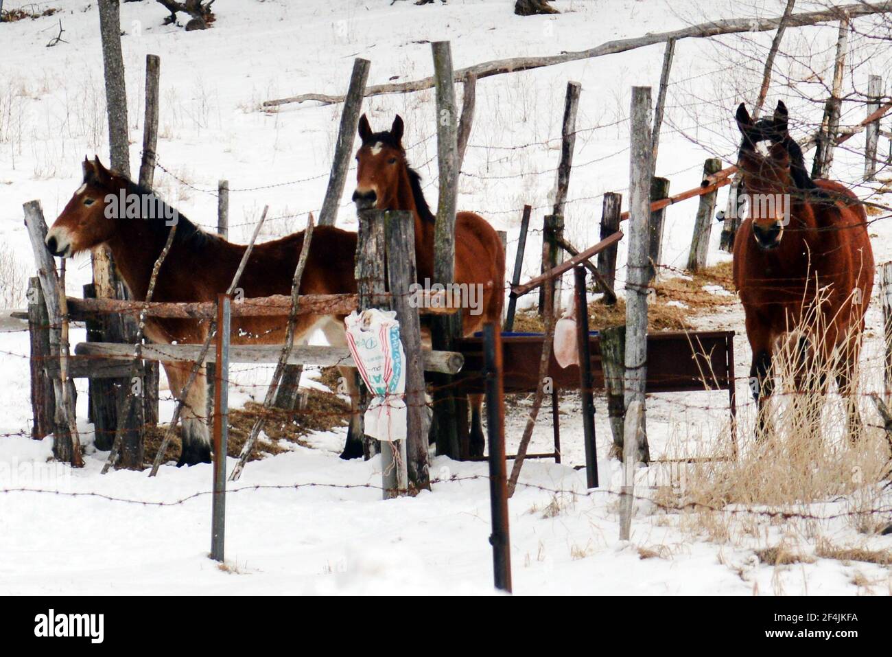 Beautiful horses standing on snow. Stock Photo