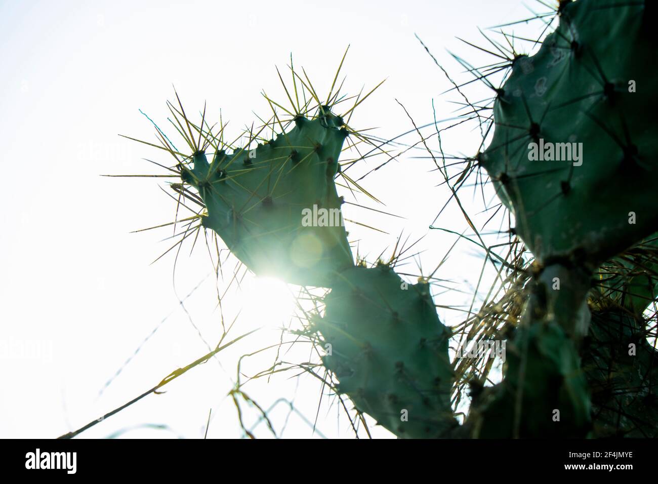 Prickly pear cactus with green fruit with sunrise background Stock Photo