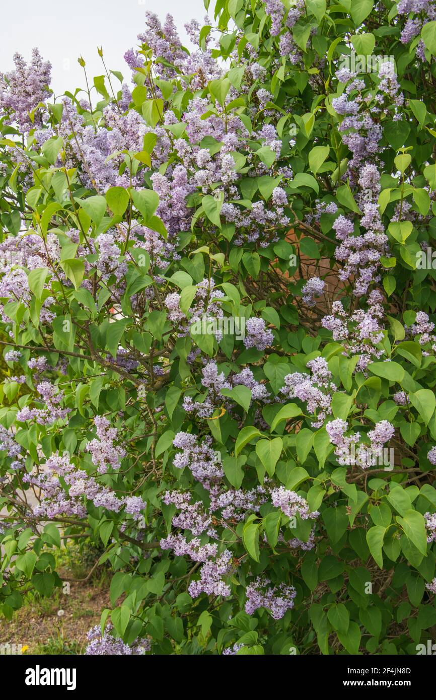 Flowering common lilac, Syringa vulgaris, grows in my garden hedge. Stock Photo