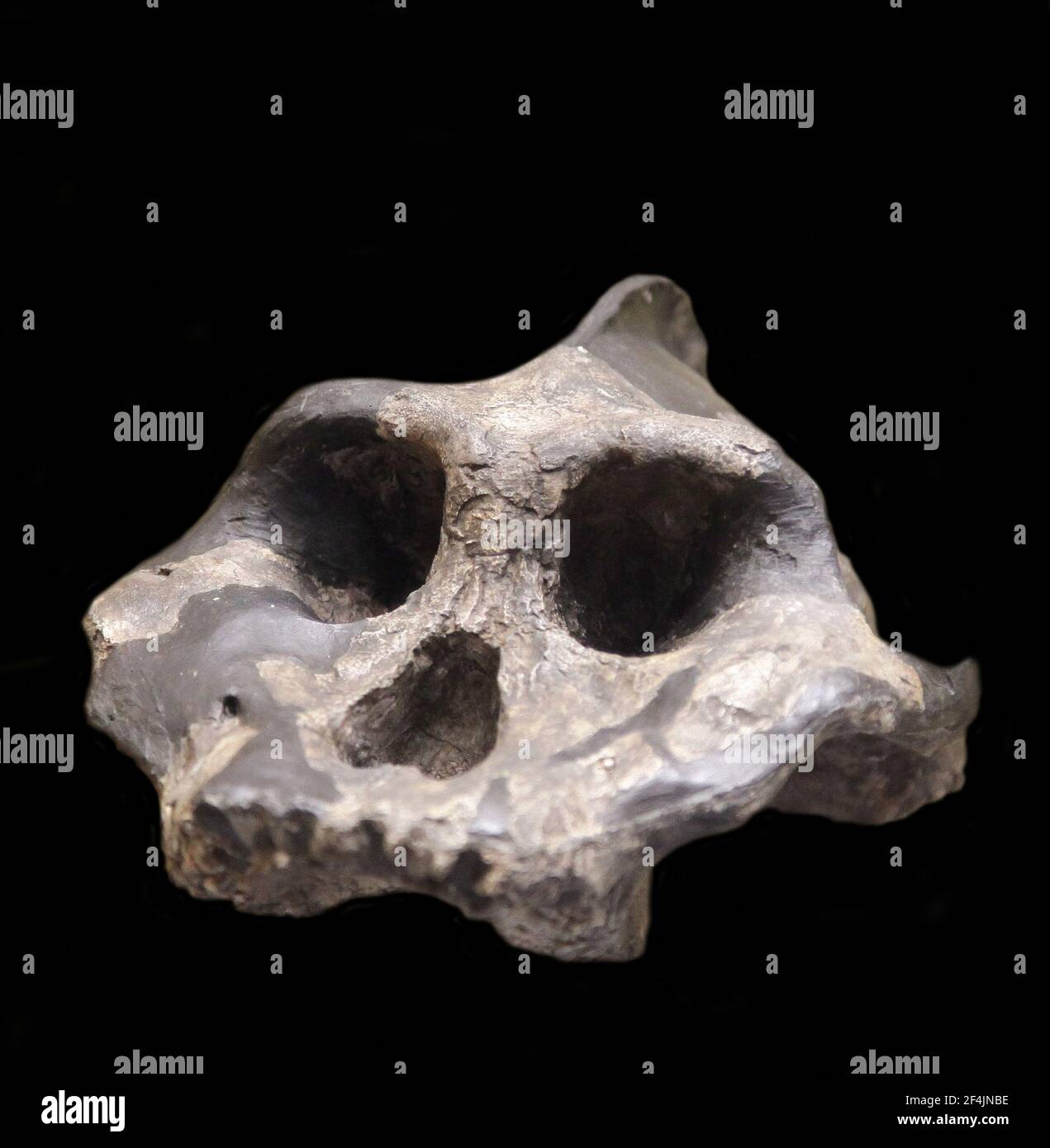 Paranthropus aethiopicus.Extinct species of robust australopithecine from the Late Pliocene to Early Pleistocene of East Africa about 2.7–2.3 million years ago. Stock Photo