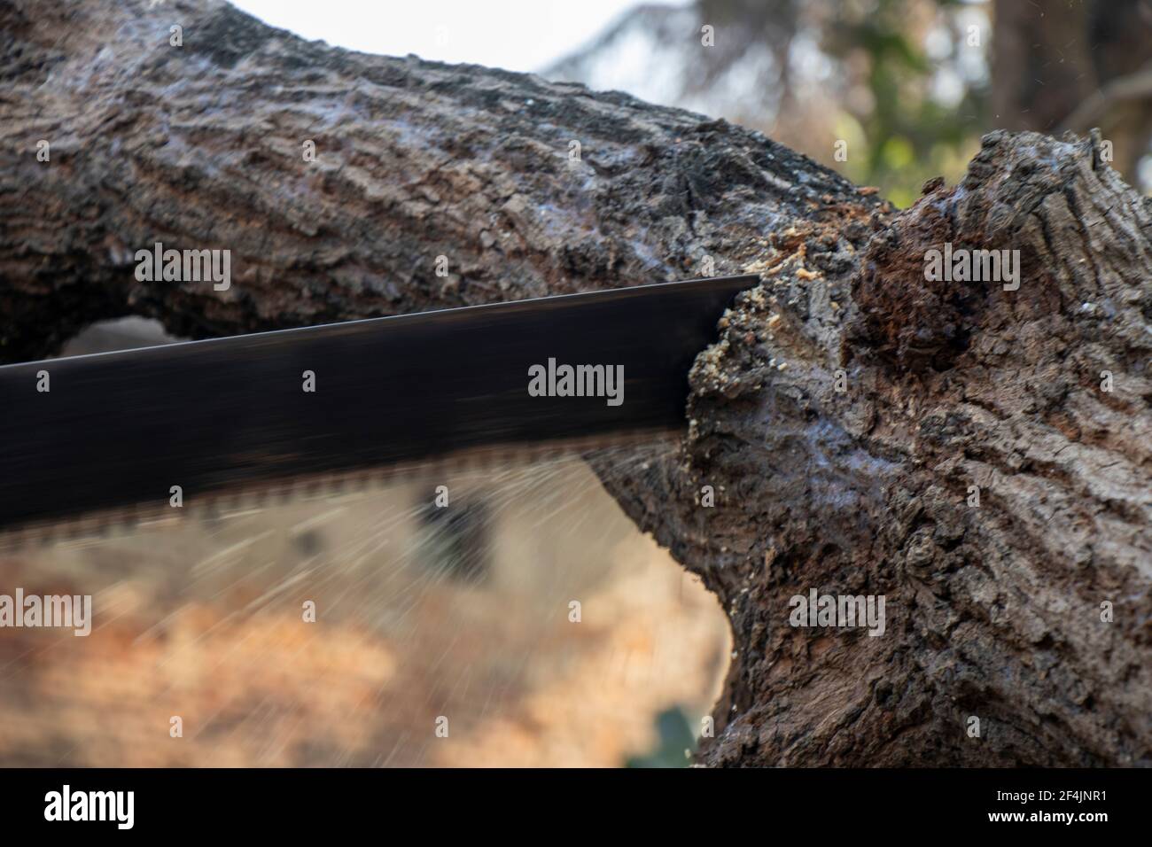 Close-up of woodcutter sawing chain saw in motion, bring down trees concept Stock Photo