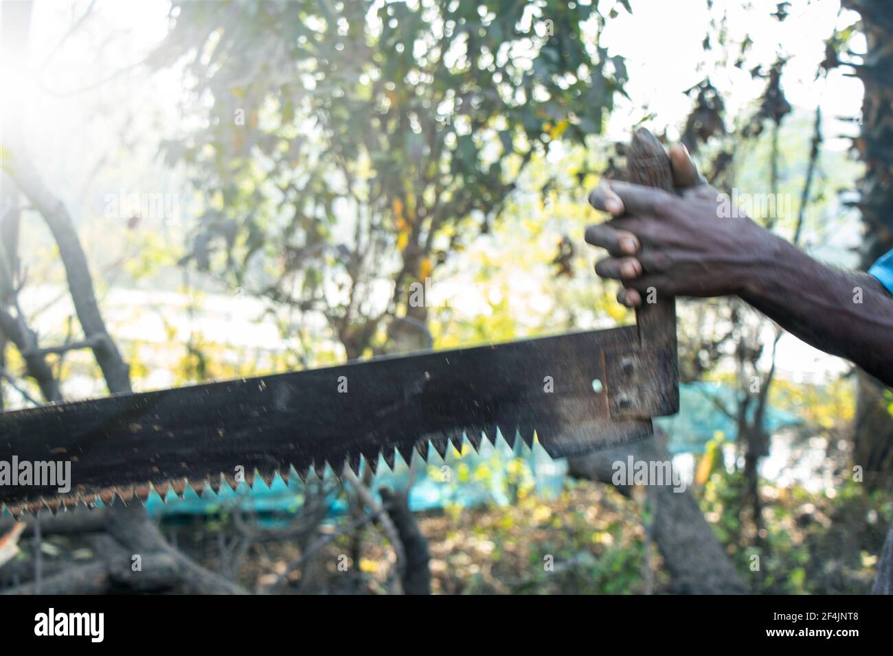 Close-up of woodcutter sawing chain saw in motion, bring down trees concept Stock Photo