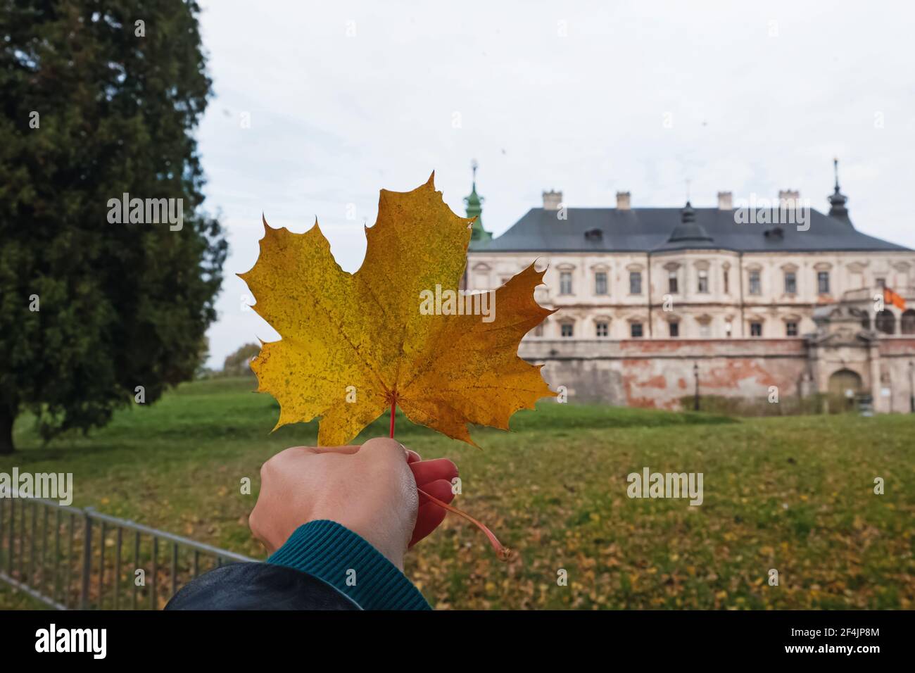 Hand holding maple leaf hi-res stock photography and images - Alamy
