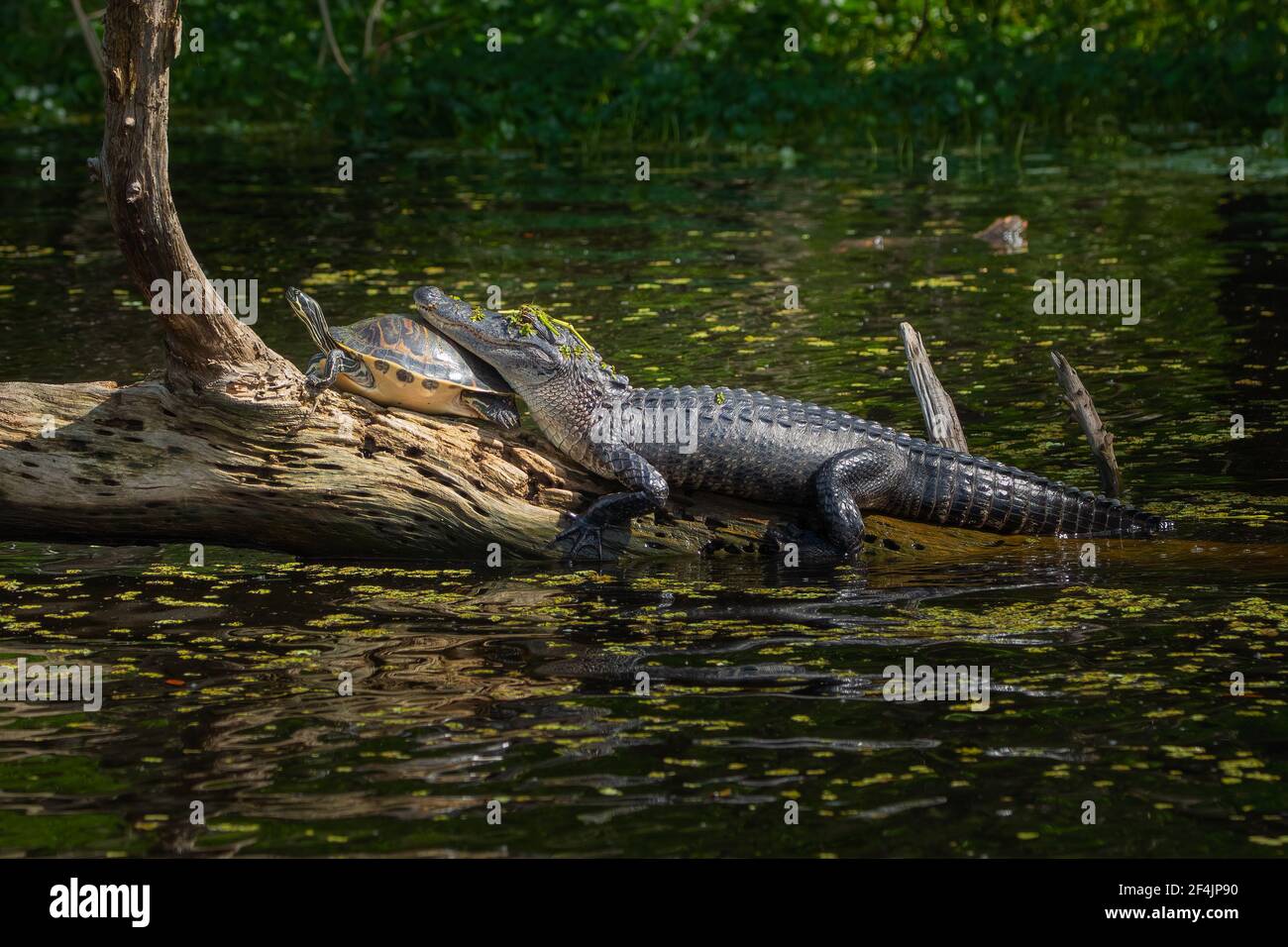 An alligator resting its head on the back of a turtle while sunning on a log. Stock Photo