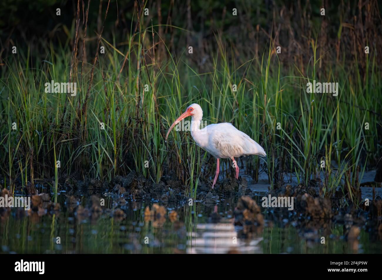 White Ibis searching for food in the salt marsh at sunrise. Stock Photo