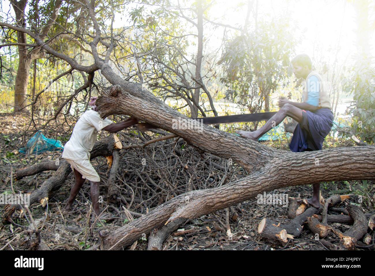 labors cutting the trees sawing chain saw in motion, bring down trees concept Begusarai, Bihar, India, 20-01-2021 Stock Photo