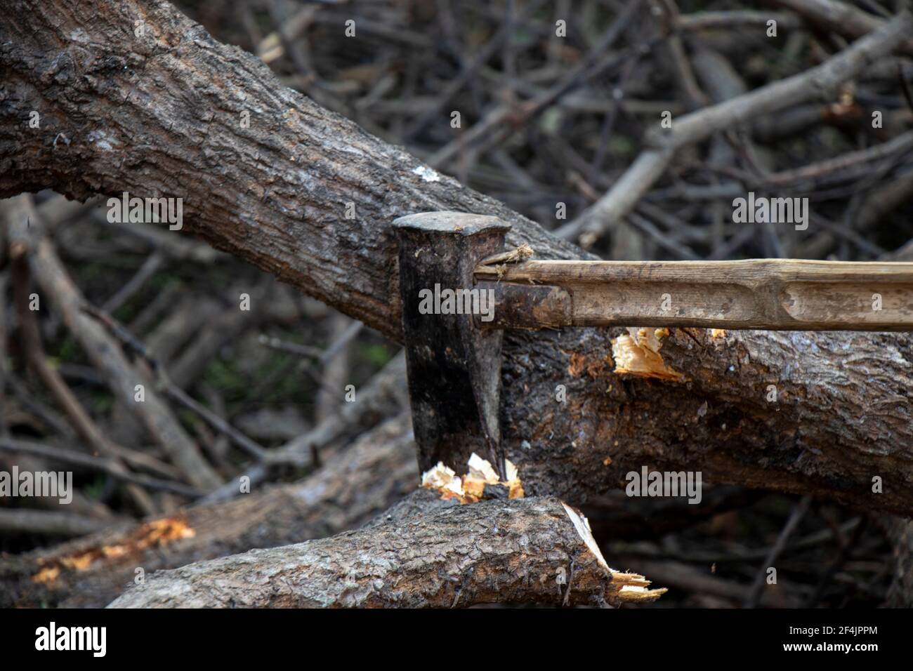 Close-up of woodcutter axe in motion, bring down trees concept Stock Photo