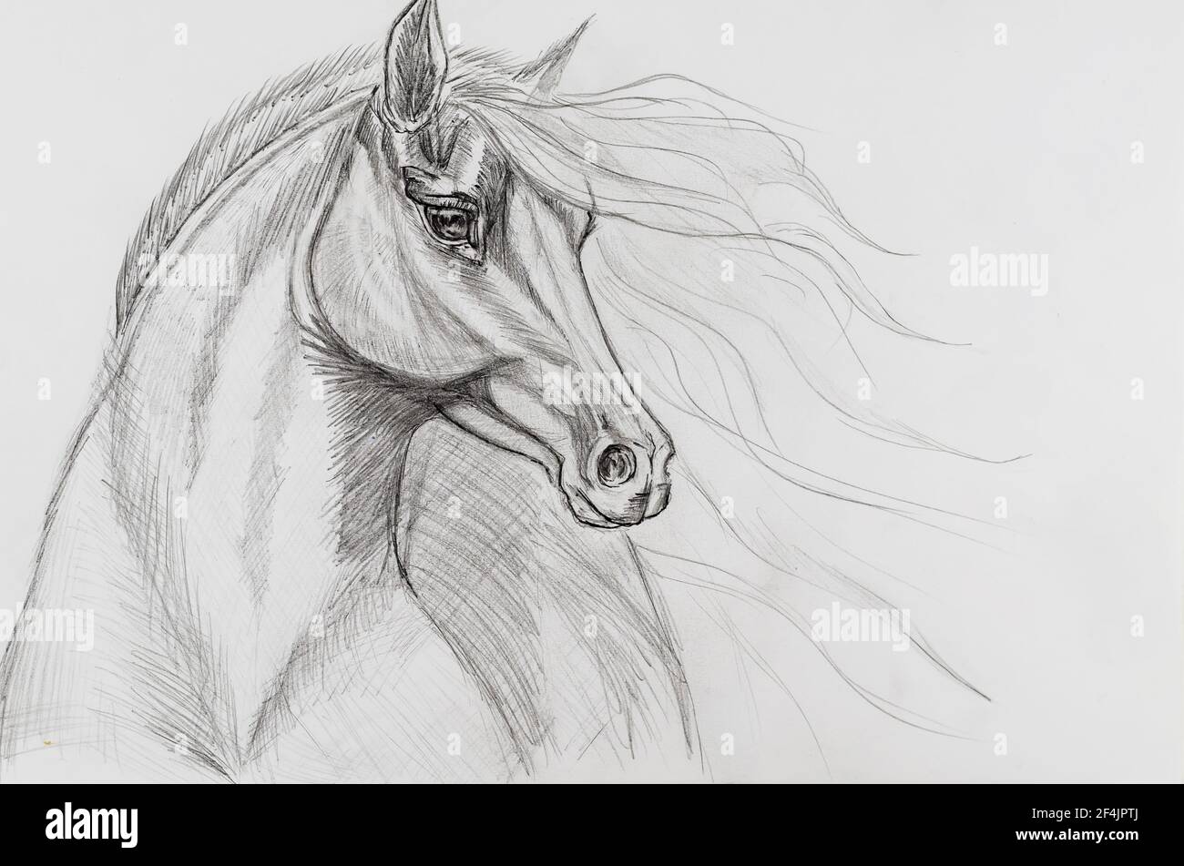 Horse, Horse Head Logo, Hand Drawn Vector Illustration Realistic Sketch  Stock Illustration - Illustration of pony, wild: 273209269