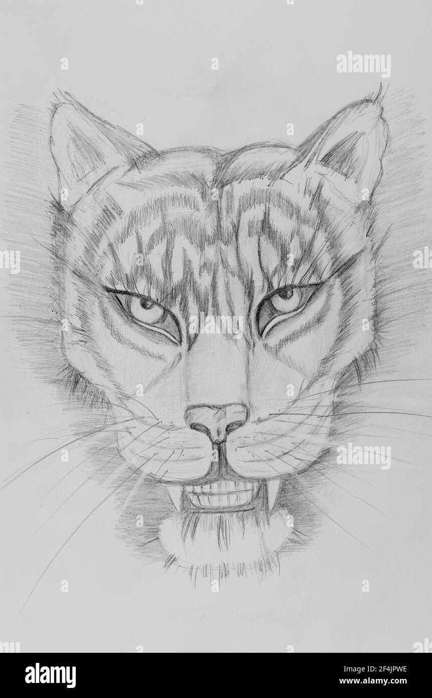 Pencil drawing of a tiger on white paper. Portrait of an animal with a grin  and a long mustache. Hand-drawn monochrome sketch. Art Stock Photo - Alamy
