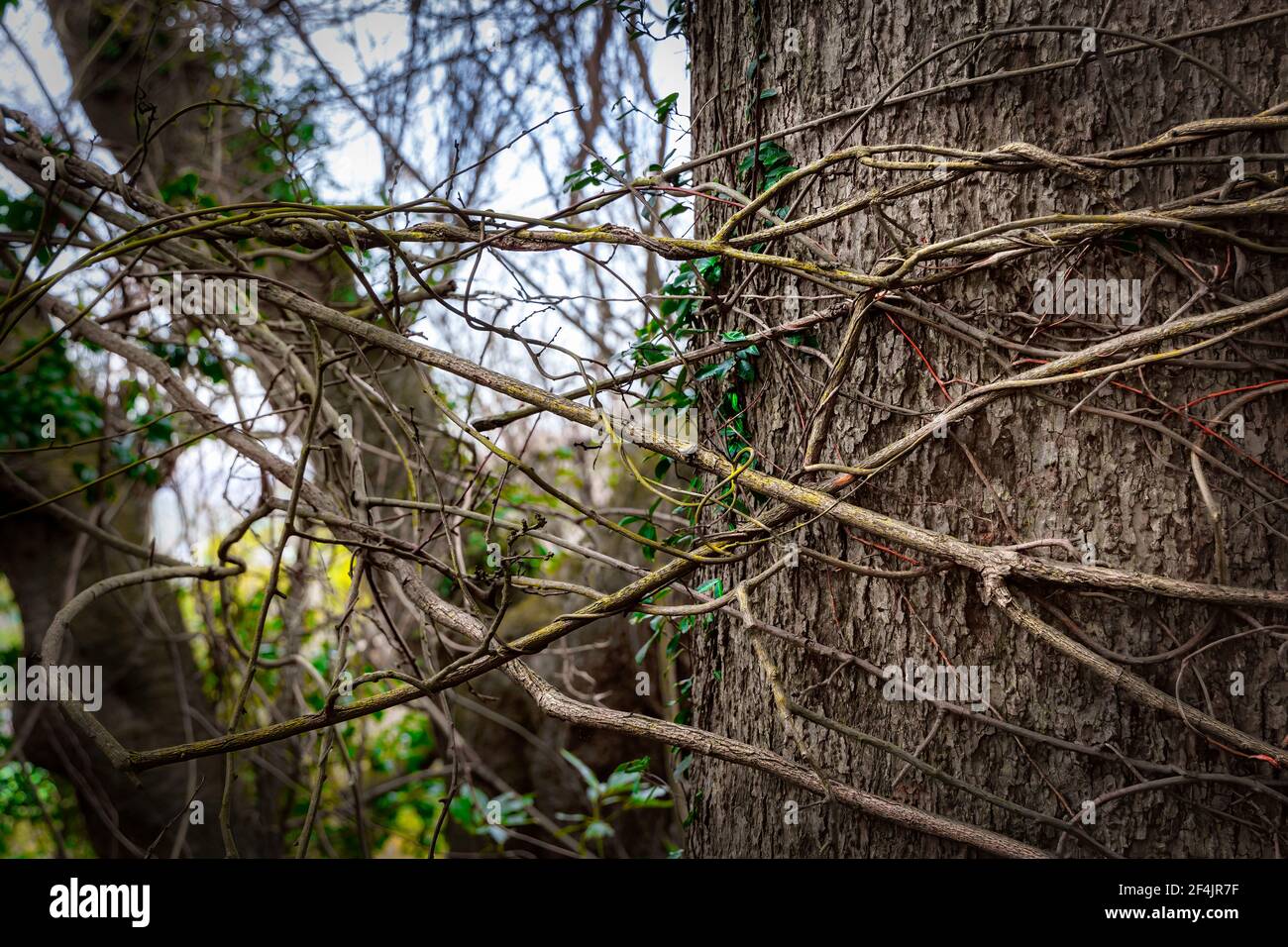 Vine Wrapped Around Tree High Resolution Stock Photography And Images Alamy