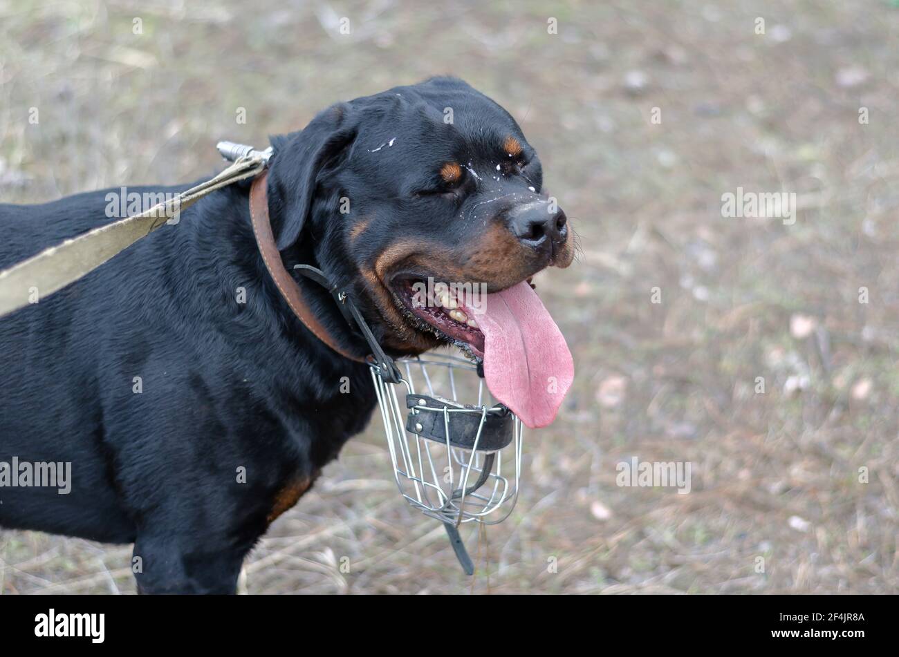 dog muzzle for rottweiler