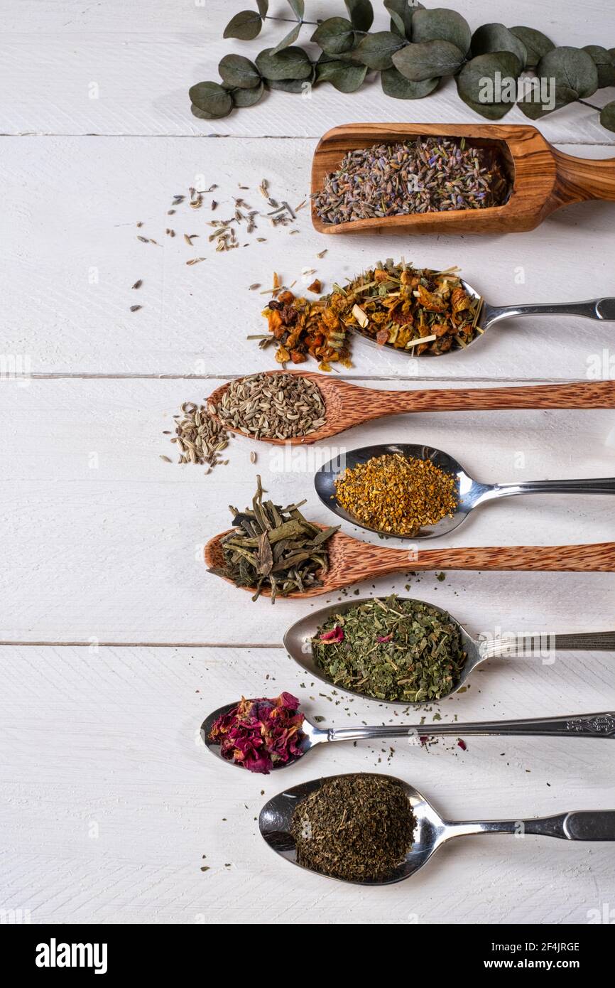 Various tea herbs on a white wooden table, nicely arranged on different spoons Stock Photo
