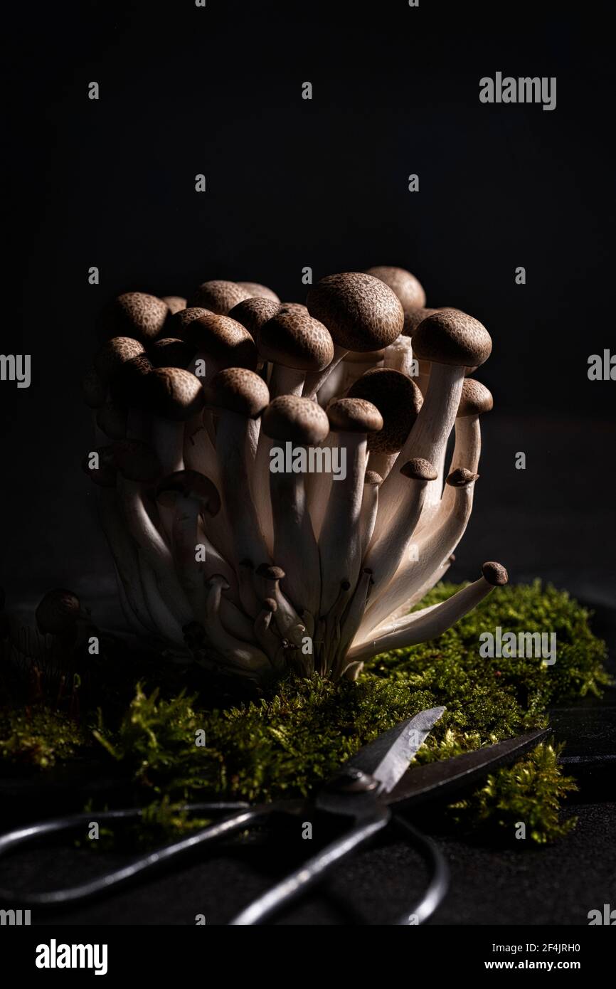 Brown shimeji mushroom group arranged on a black wooden board Stock Photo