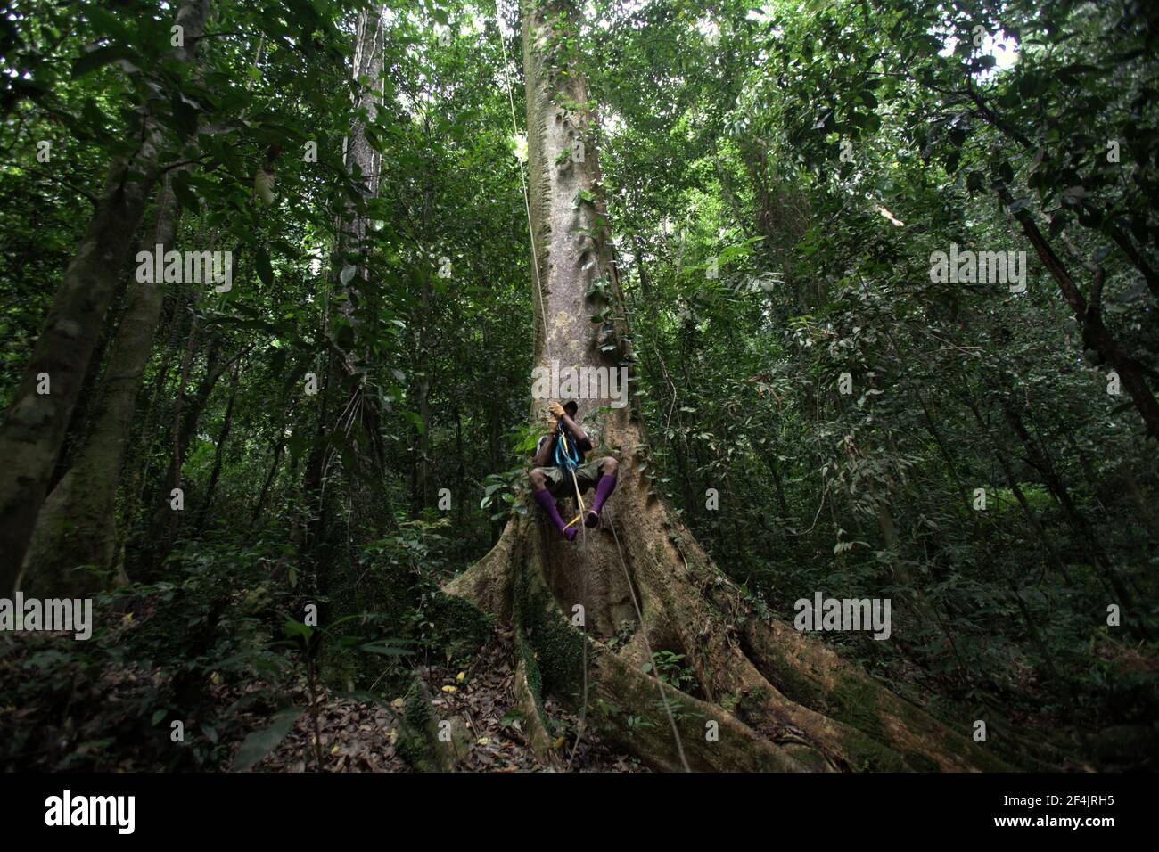 An ecotourism guide ascending a rope to reach a viewing platform built to promote nature conservation, on a tree near Sawai in Central Seram, Maluku province, Indonesia. Restoring or keeping land in its natural form is generally more economically beneficial than converting land for human activities like logging or agriculture, Inside Climate News reported on March 13, 2021, boldly saying that 'on most natural lands, development is a money loser.' Stock Photo