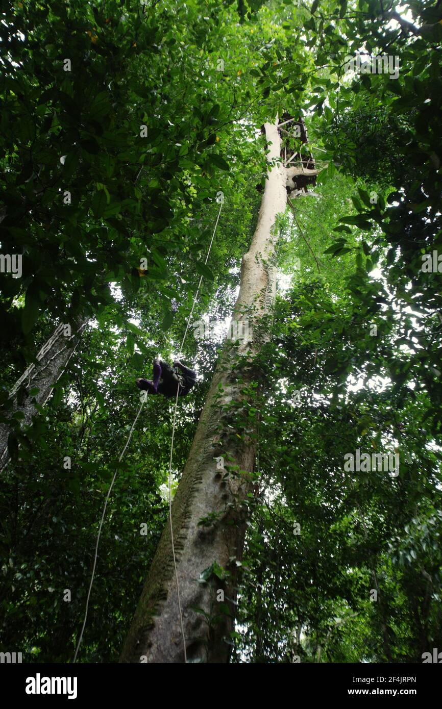 An ecotourism guide ascending a rope to reach a viewing platform built to promote nature conservation, on a tree near Sawai in North Seram, Central Maluku, Maluku, Indonesia. Restoring or keeping land in its natural form is generally more economically beneficial than converting land for human activities like logging or agriculture, Inside Climate News reported on March 13, 2021, boldly saying that 'on most natural lands, development is a money loser.' Stock Photo