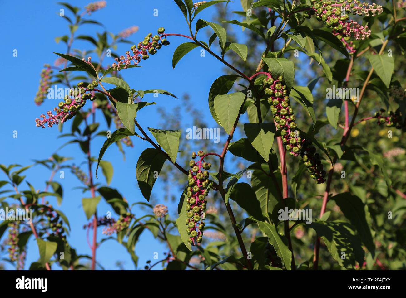 Fruits of American pokeweed (latin name Phytolacca americana), an invasive species in Serbia Stock Photo