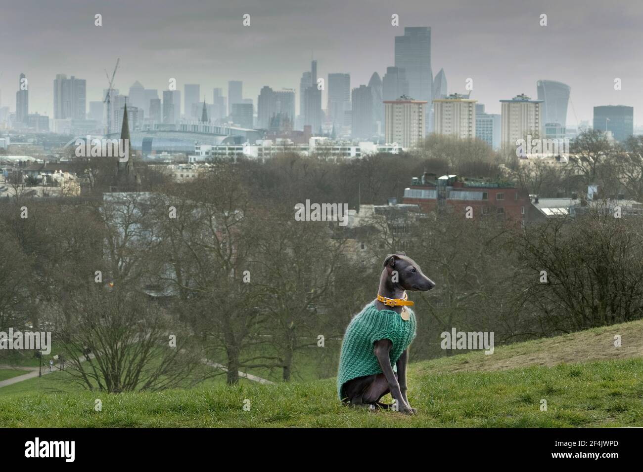 Italian Greyhound puppy on Primrose Hill London UK Stock Photo