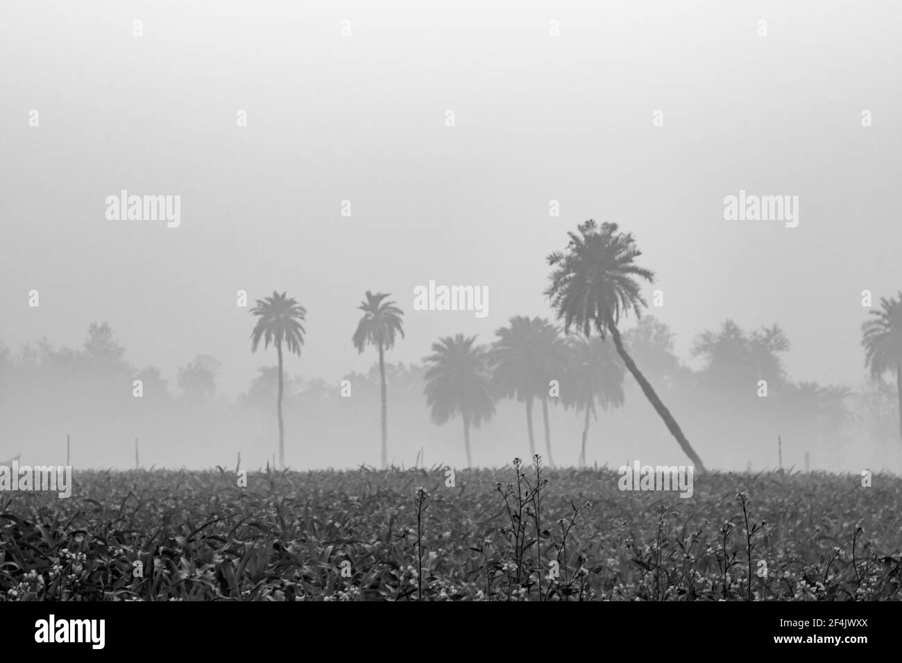 view of a corn farm in winter season foggy morning Stock Photo