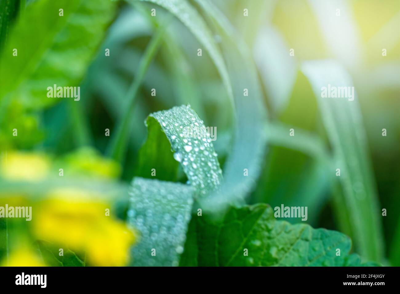 water drops on leaf with greenery fresh background, Corn field agriculture. Green nature. Rural farm land Stock Photo