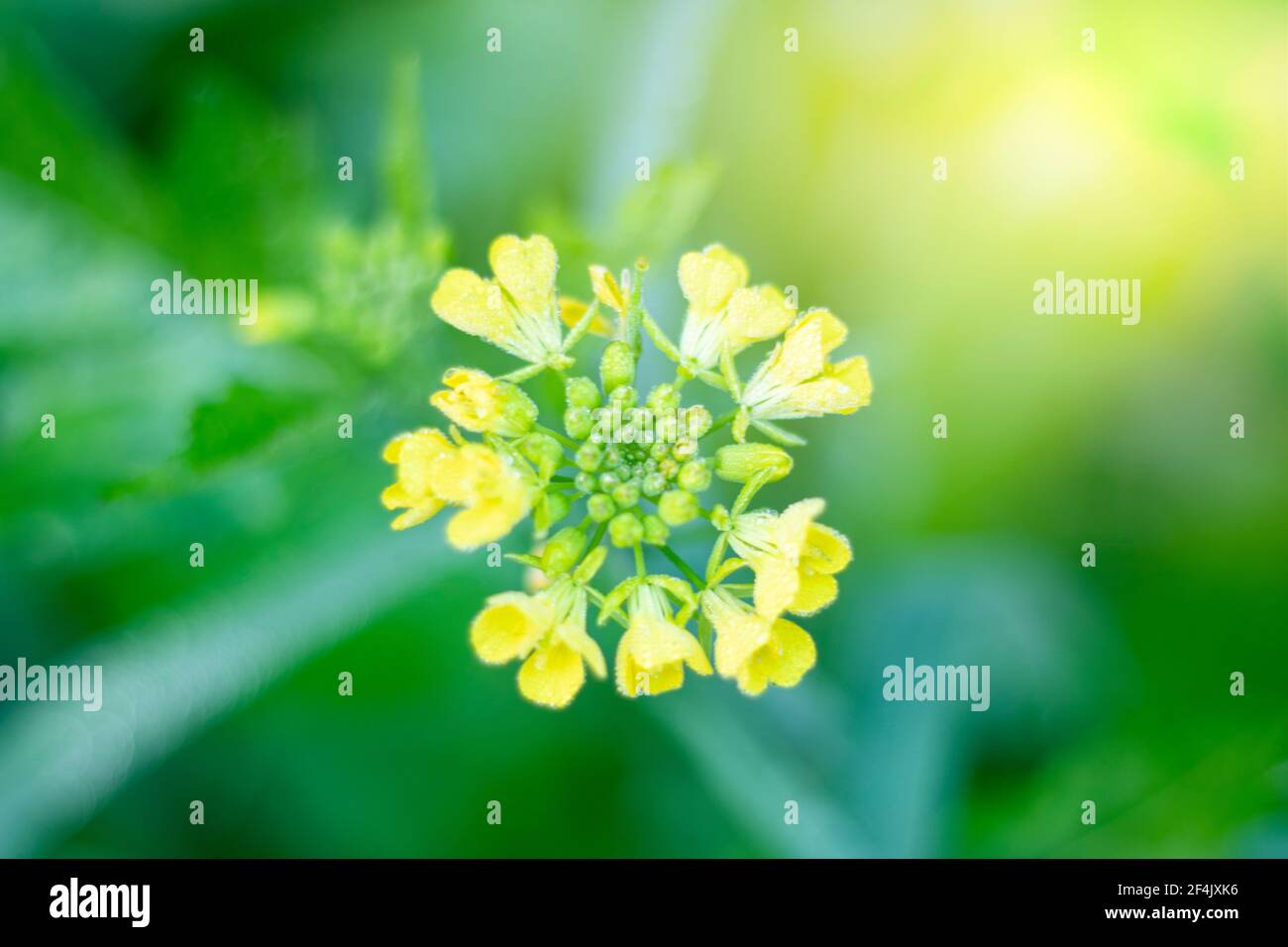 the yellow ripe mustered flowers with plant growing together in farm Stock Photo