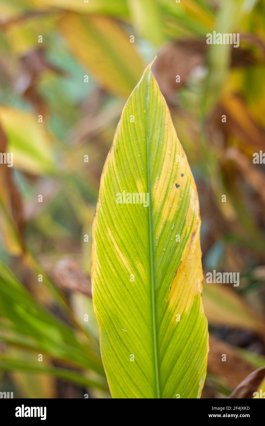Turmeric plant curcuma longa hi-res stock photography and images - Alamy