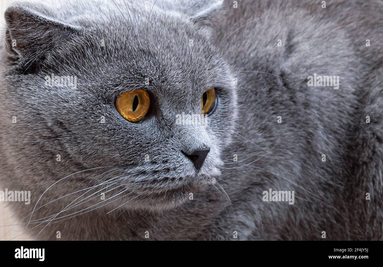 Grey cat sale with orange eyes