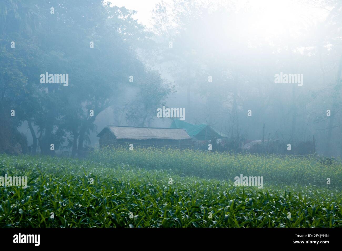 view of a corn farm and a farm house in winter season foggy morning Stock Photo