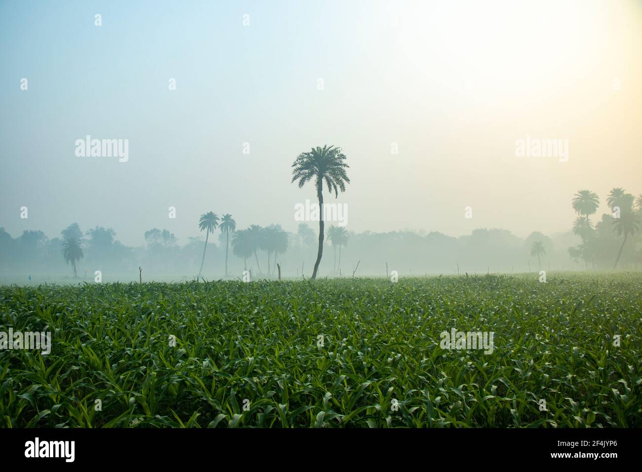 view of a corn farm in winter season foggy morning Stock Photo
