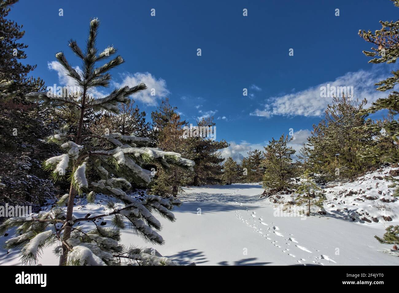 winter walk in Sicily through pine forest on snow covered ground of Etna Park Stock Photo
