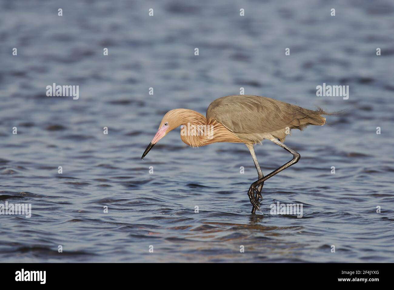 Reddish Egret in breeding plumage (Egretta rufescens) Fort de Soto, florida, USA BI000296 Stock Photo