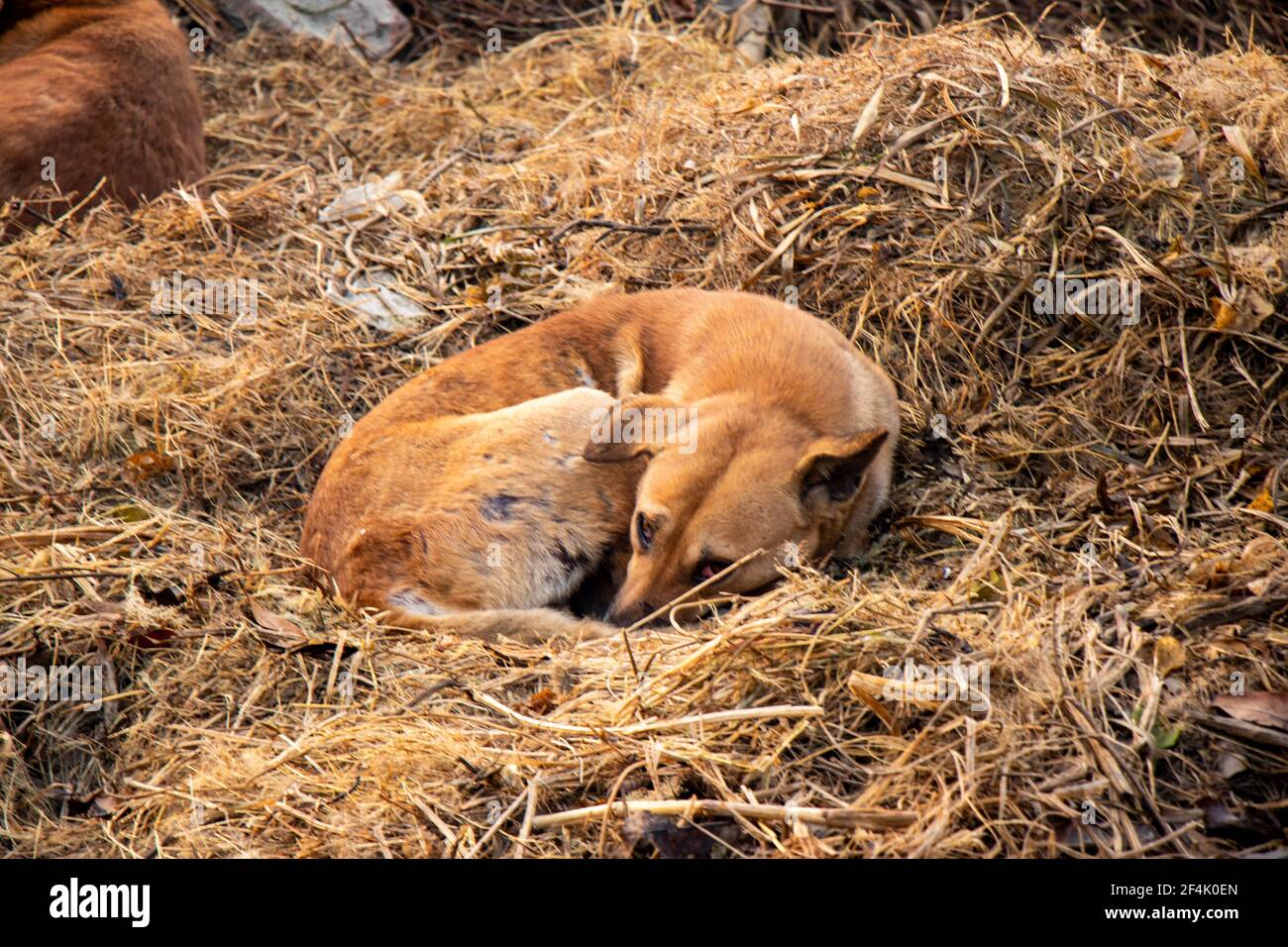Abandoned stray dog sleeping on the grass Stock Photo