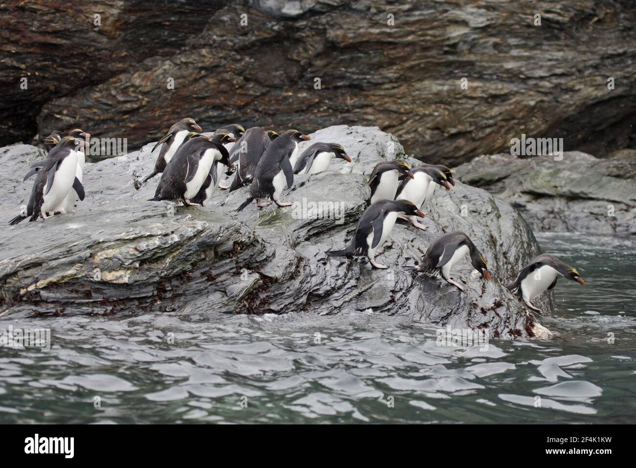 Macaroni Penguin - Group entering sea Eudyptes chrysolophus Royal Bay