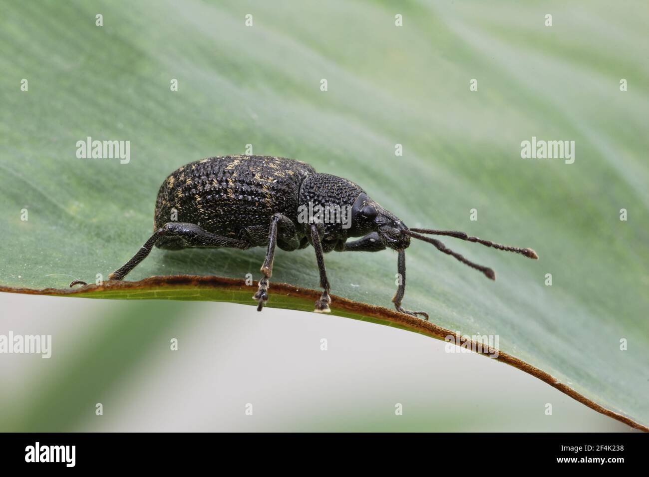 Vine Weevil(Otiorhynchus sulcatus) Essex, UK Pest of cultivated plants IN000040 Stock Photo