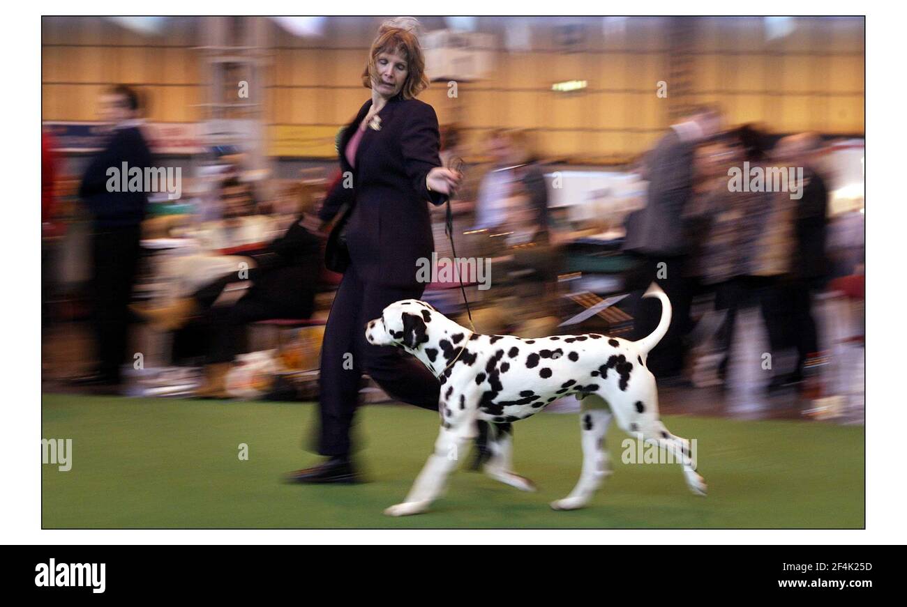 First Day of Crufts Dog show at the NEC in Birmingham champ. Washakie Chief as great as JW. winner of the Dalmation classpic David Sandison 4/3/2004 Stock Photo