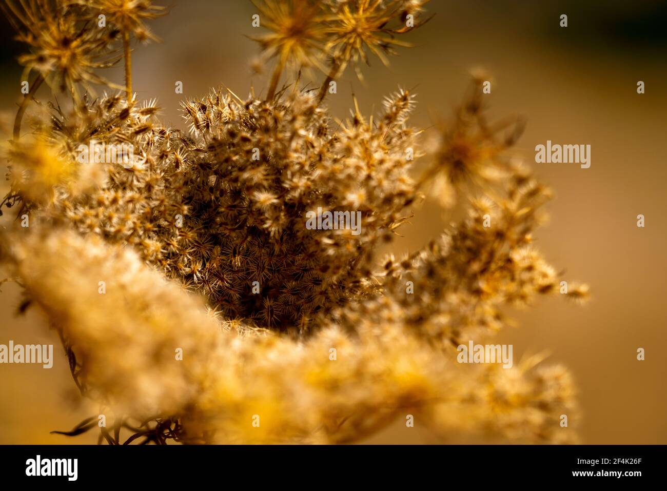 Summer colours of Lesvos dried flower head full with seed waiting for the wind. Stock Photo