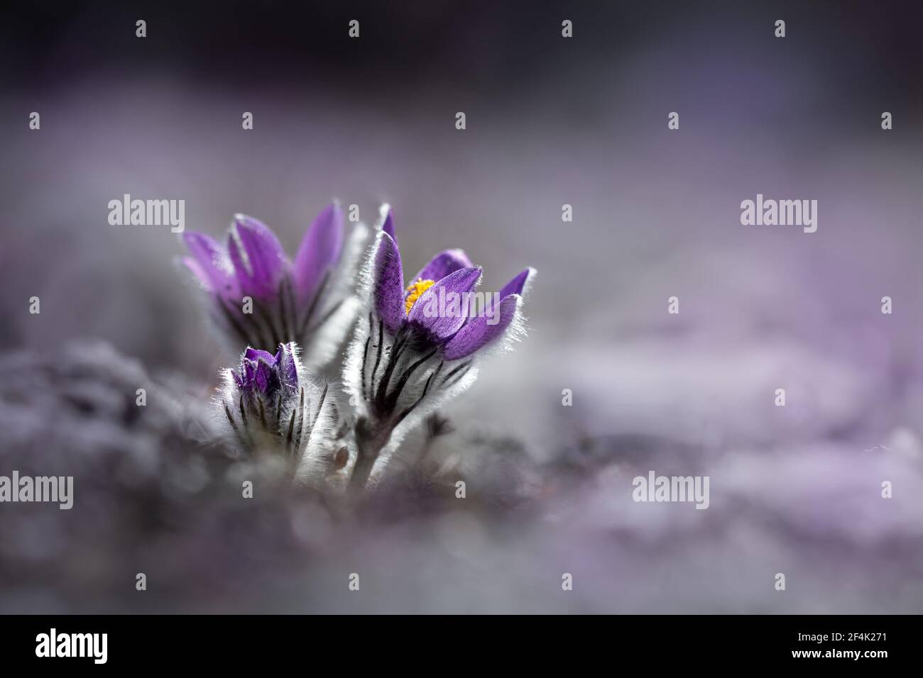 Two pulsatilla flowers on soft blured background Stock Photo