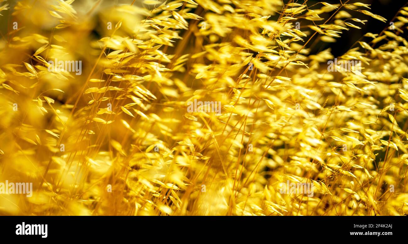 Dry arid grass seeds covered in golden sunlight swaying and dancing in the summer hot wind on Lesvos. Photograph: Tony Taylor Stock Photo