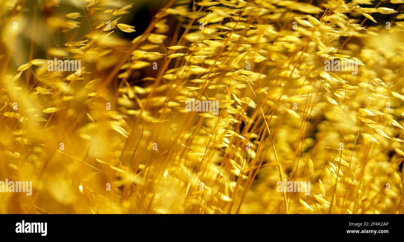 Dry arid grass seeds covered in golden sunlight swaying and dancing in the summer hot wind on Lesvos. Photograph: Tony Taylor Stock Photo