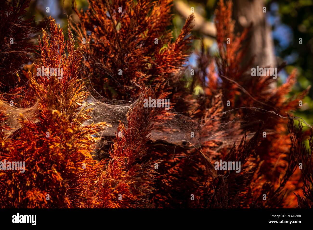 SILK WEB IN GLOWING AMBER LIGHT - Summer colours of Lesvos. Deep orange morning sunlight on a bed of coniferous leaves creative dark background. Photo Stock Photo