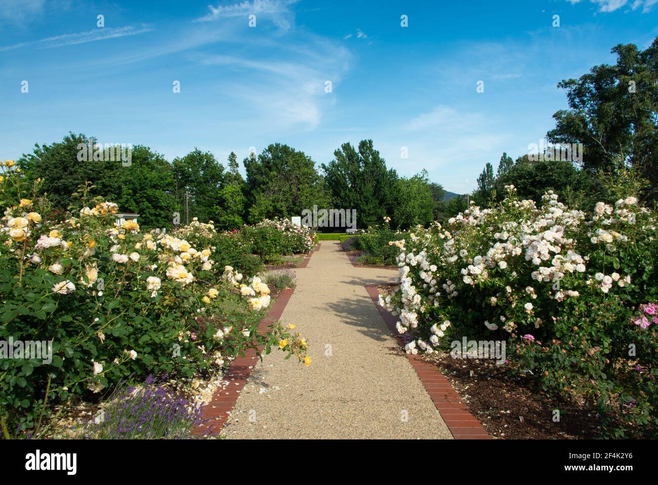 Rose Garden Old Parliament House Canberra, White roses. Stock Photo