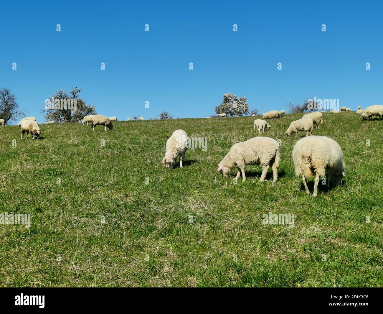 Flock of sheep in a meadow on the hill Stock Photo - Alamy