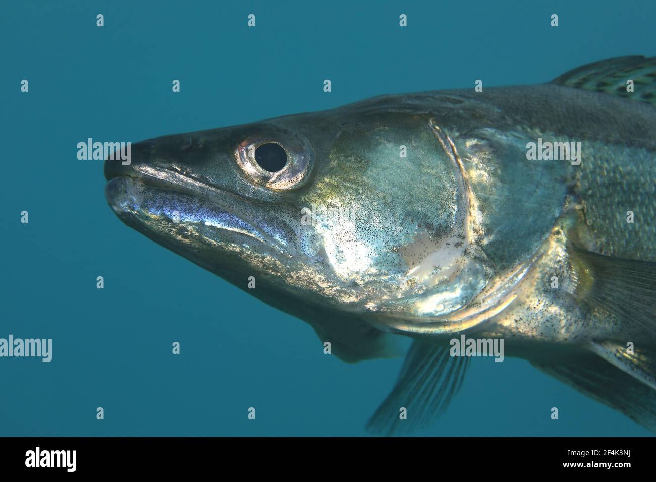 Pike perch fish (Sander lucioperca) underwater in european freshwater lake Stock Photo