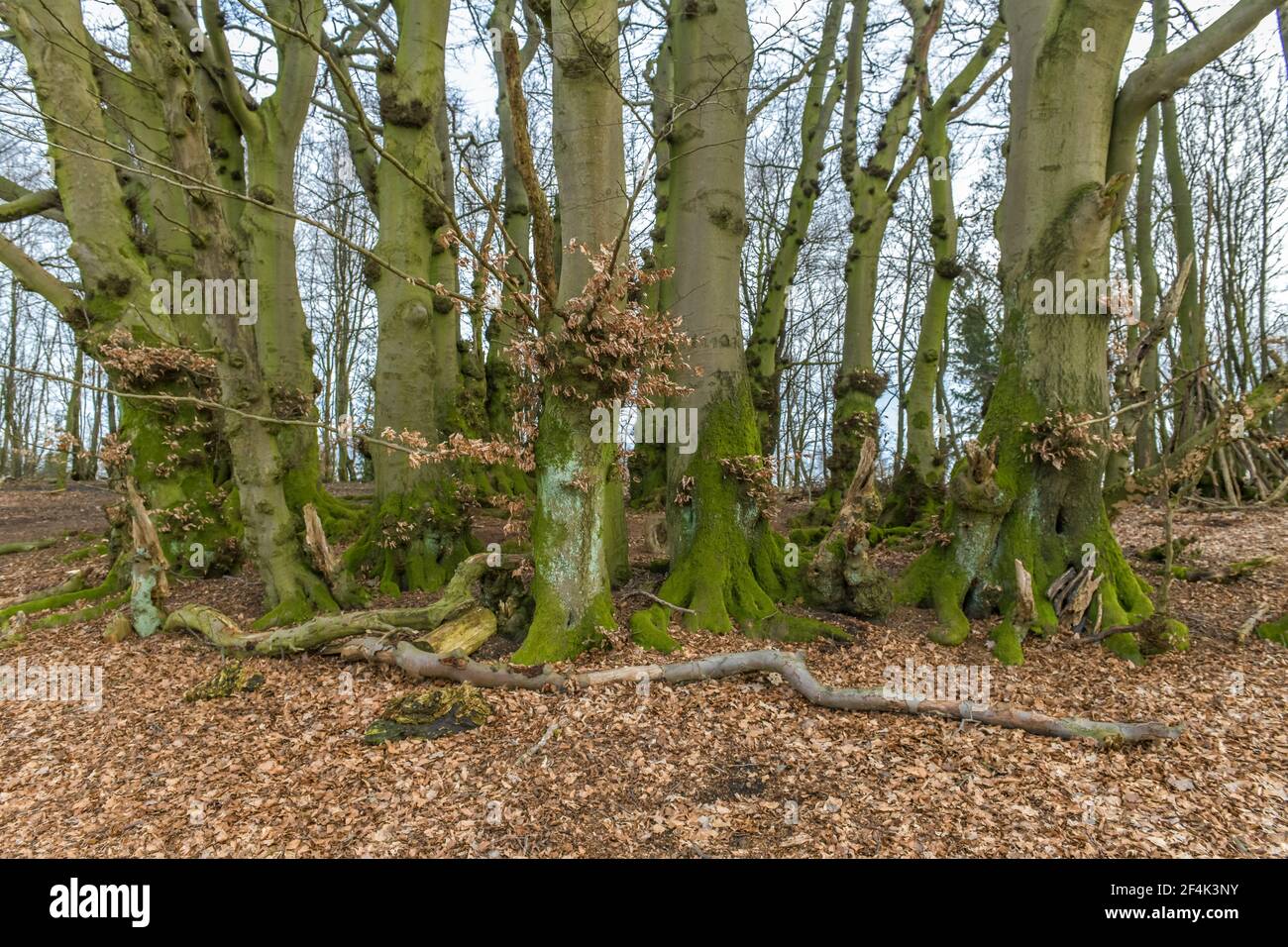 Baumgruppe, Buchen, Naturschutzgebiet Bonstapel, Vlotho, Kreis Herford, Ostwestfalen, Nordrhein-Westfalen, Deutschland Stock Photo
