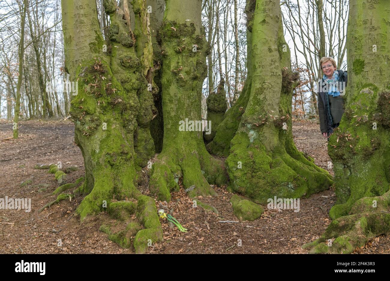 Baumgruppe, Buchen, Naturschutzgebiet Bonstapel, Vlotho, Kreis Herford, Ostwestfalen, Nordrhein-Westfalen, Deutschland Stock Photo