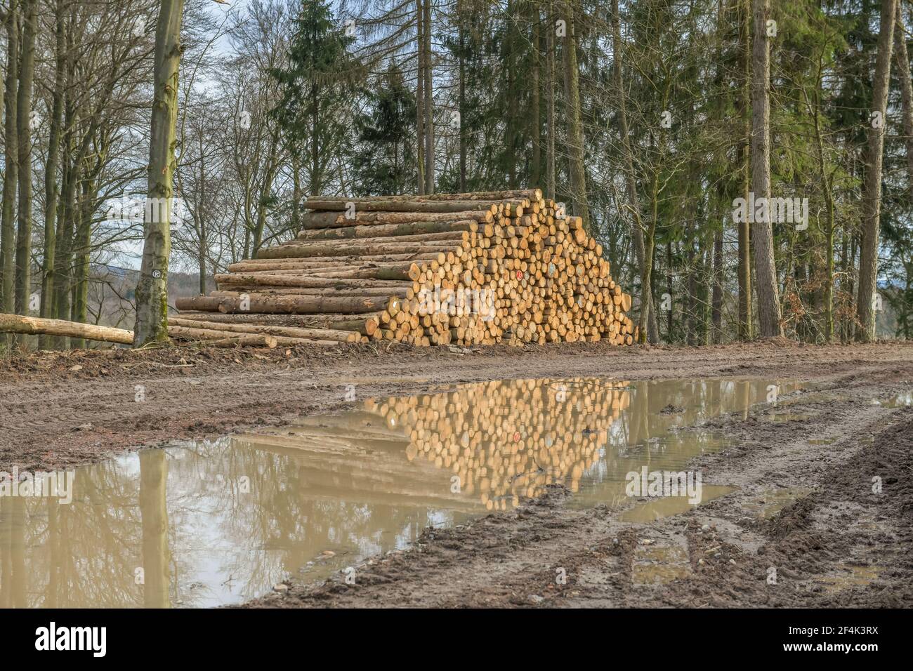 Holzstapel, Naturschutzgebiet Bonstapel, Vlotho, Kreis Herford, Ostwestfalen, Nordrhein-Westfalen, Deutschland Stock Photo