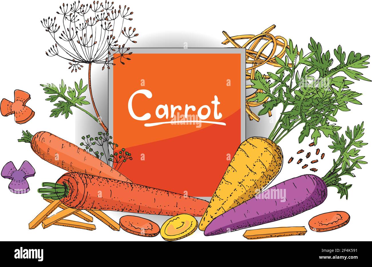 Vegetable vector sketch. Set of carrots of different types. Isolated carrots, diced, cubes, roundels, straws and noodles. Stock Vector